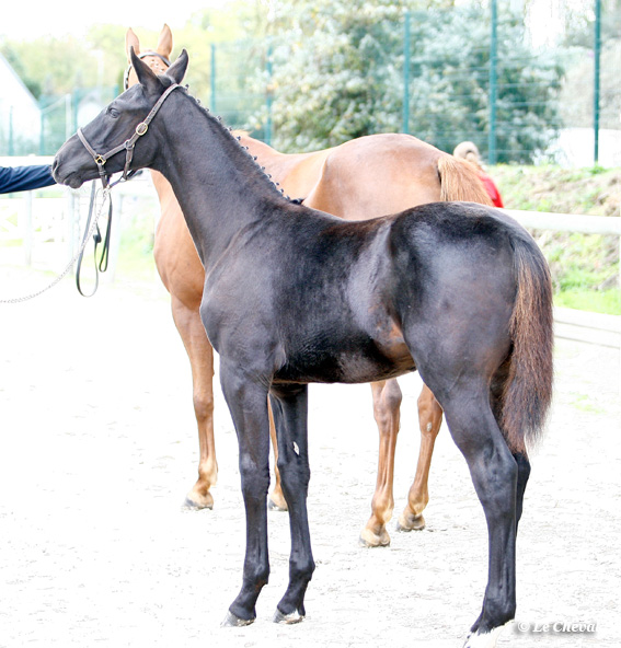 Foals : Bacchus de Denat (Kannan) à Anne Fougère (16)