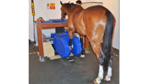 La Fondation Hippolia concentre lesrecherces autour de la santé des chevaux