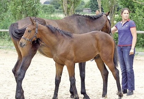 Chic et expressif, Eme floboy remporte la première place du régional des foals d’Auvergne