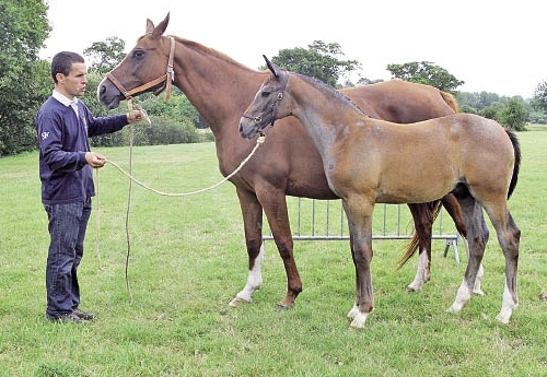 Mâles jeunes, Espoir de l’Isle par Malito de Rêve et Quenotte de l’Isle  par Qredo de Paulstra aux GAEC de la Perrette de St Marcouf (Photos Gourdin Patrick)