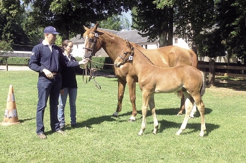 Early Star d’Atalia à Evelyne Letousey