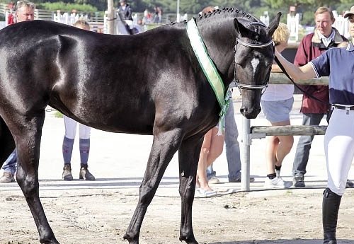 Baila Sand Championne de France des pouliches de 3 ans au Sologn’Pony