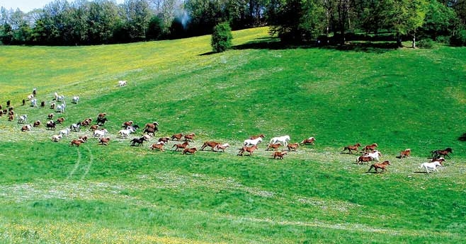 Les 200 poneys sont lâchés quand l’herbe des pâturages a repoussé