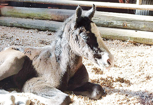 Naissance chez Anne Testelin