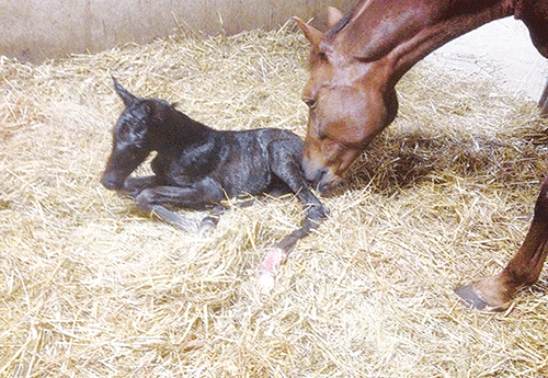 Naissance au Haras de Grez-Neuville