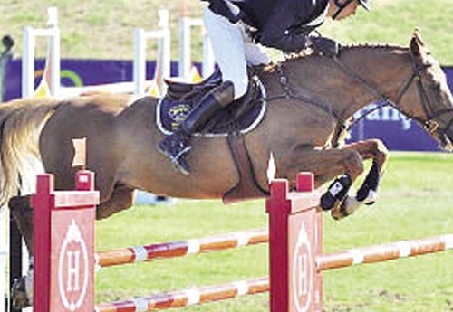 Syrus à la finale nationale des 6 ans de Fontainebleau, déjà un crack... (© Pict’horse.fr)