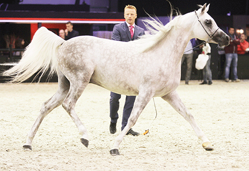 championnat du monde du cheval arabe Photos Pascale Vacher