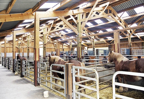 Visite à l’écurie de la ferme équestre