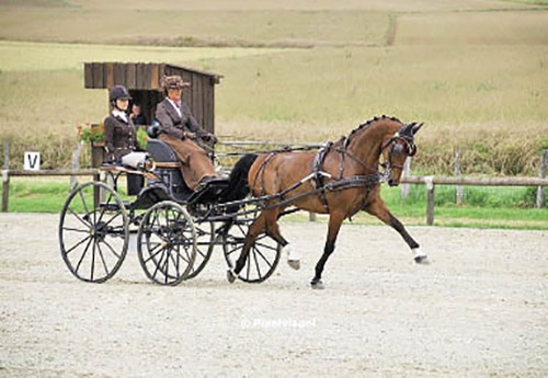 Marion Vignaud remporte le CAI3 un cheval avec Winston W (© Pixel Visuel)