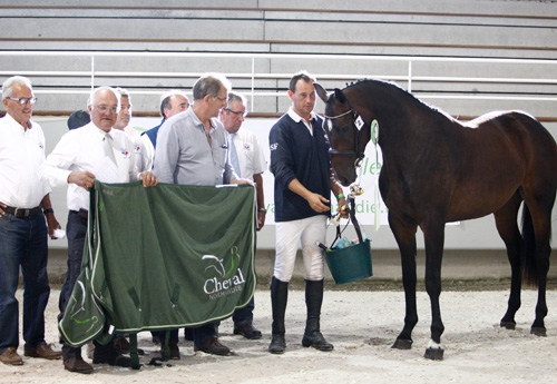 Etoile du Salbey, meilleure pouliche de 2 ans (Photo ER)