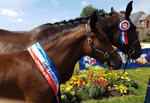 Glamour de Brunel remporte le titre de champion suprême des foals 2016