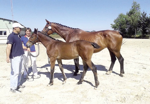 Goodshe du Vernay (gagant foals de Marnay)