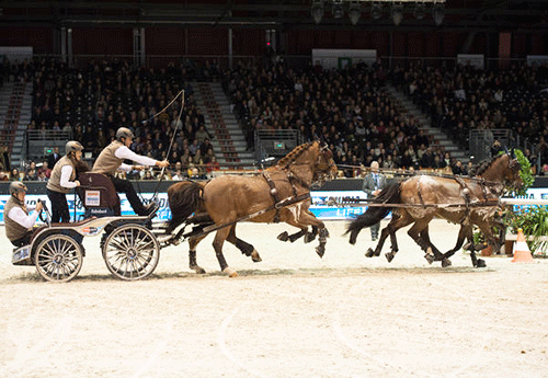 Le Néerlandais Koos de Ronde remportait, lui, l’étape coupe du Monde d’attelage (Photo Artiste Associé-CEB)