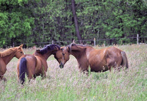 Il fait bon vivre au haras de Mauret