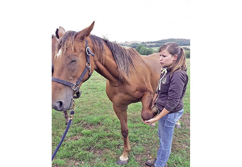 Julie auprès de l’un des chevaux « hébergés » par la Ligue de Protection, dans le Morvan