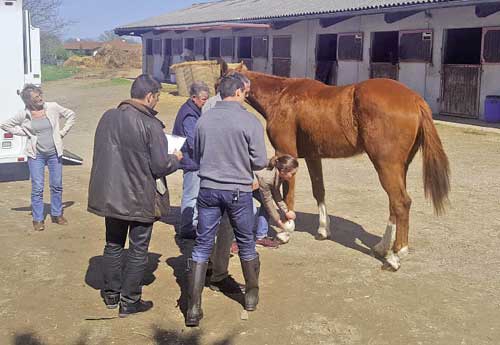 Chaque cheval a été examiné longuement par la délégation de la Garde Républicaine