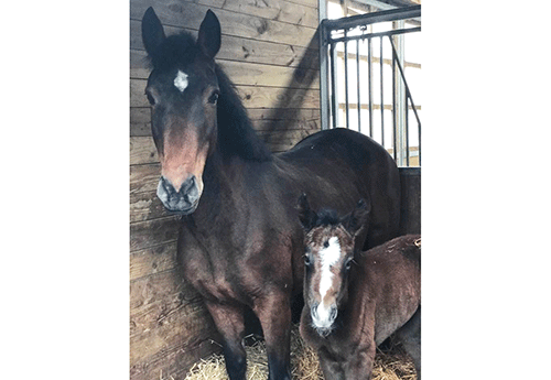 Naissance chez Jean-Jacques Castelain