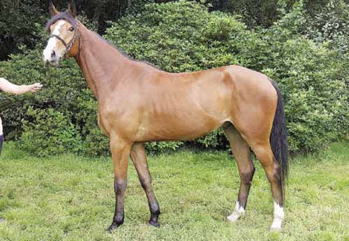 CSO Cycles Classiques Lamballe (22) 11 13 avril : Bacardi de B’Neville s’impose en 6 ans CSO Cycles Classiques Lamballe (22) 11 13 avril : Bacardi de B’Neville s’impose en 6 ans