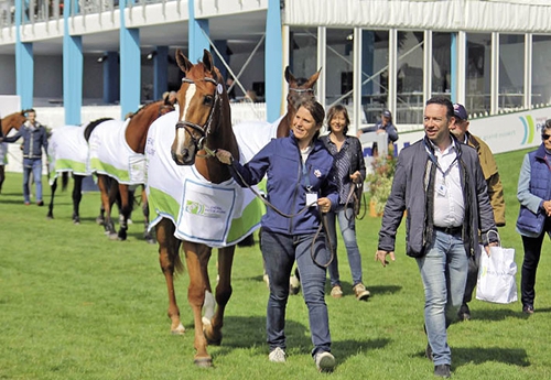 Quelques-uns des chevaux sélectionnés par la première édition du Young Horse Show, avant le Derby de La Baule...