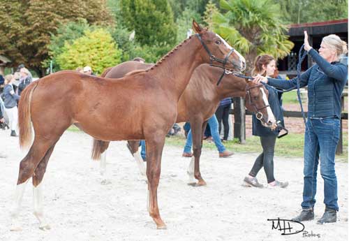 Harry de Loisne - SCEA Ecuries de la Loisne (© MHD Photo)