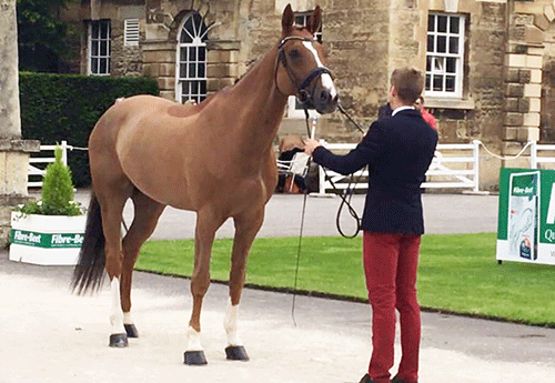 CCI Brahman - Alexis Goury/Trompe l'Oeil