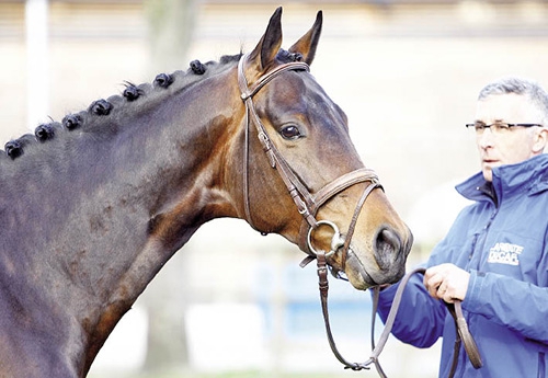 Cher Epoux, champion des 2 et 3 ans à Fontainebleau (©ER)