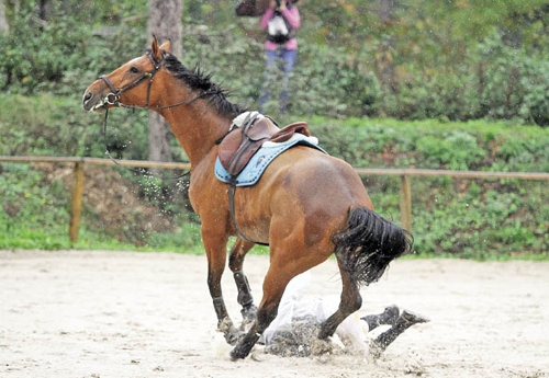 Le traumatisme crânien est à détecter lors de toute chute à cheval (Photo P. Vacher)