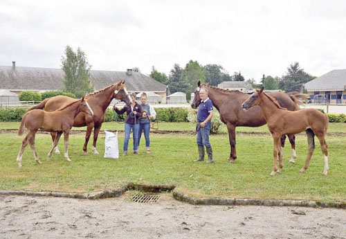 Les foals gagnants Selles Français