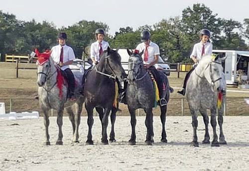 Percherons