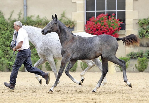 Ilumna du Mantet AA, 1re des foals femelles section I et II