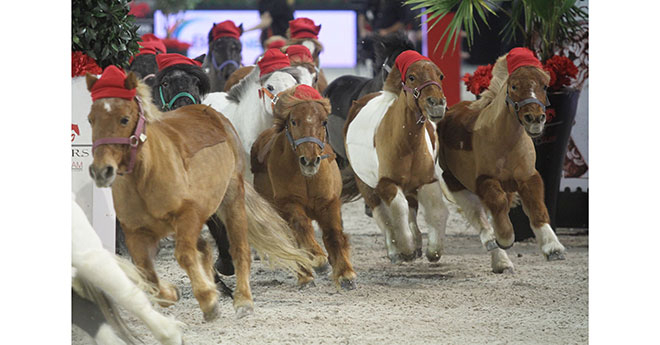 Des poneys pour faire du sport (©ER)