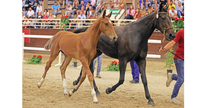 Le foal High Level Devil Z frère utérin des craks Emerald et Diamanthina adjugé 145 000 euros, record mondial pour un foal (©PSV)