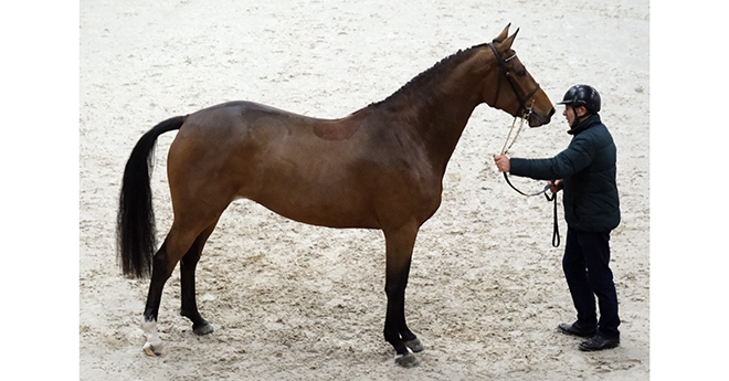 Jasmine du Bois (© Cheval Normandie/Jean Bougie-Equin Normand)