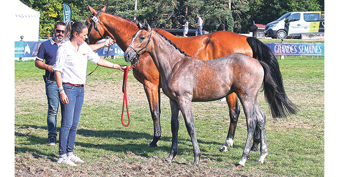 Luccia Paese Verde au concours régional foal femelle IDF où elle gagne