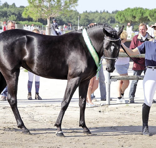 Baila Sand Championne de France des pouliches de 3 ans au Sologn’Pony