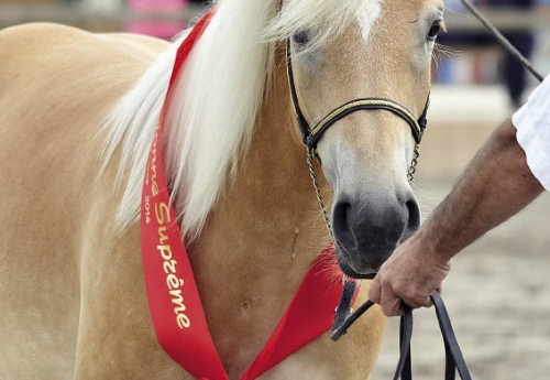 Darleya du Nebouzan, championne suprême Haflinger