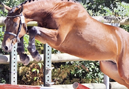 Cas d’Ecole du Luy 2e du championnat des 2 ans Sologn’Pony 2014 (© Maindru)