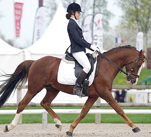 Olywood de Blonde (Pfs, Rotherwood Ambassador (WB) et Ida de Blonde (PFS)  x Sherrif (PFS))