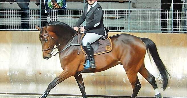 Vangélis Sémilly, au Haras de Castille, fils de Diamant, monté par Edouard Noirjean, devenu étalon vosgien
