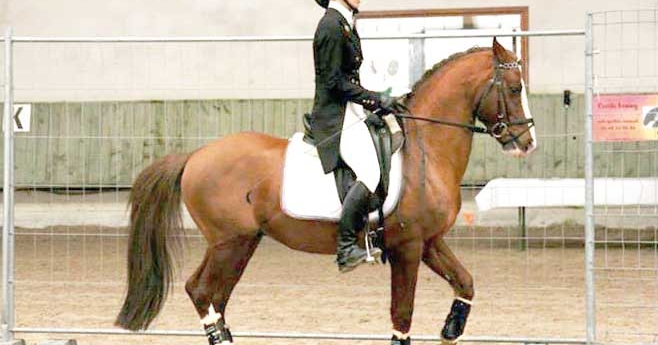 Olywood de Blonde, appartenant au Haras de Pondole et stationnéau haras de Rouffach cette saison