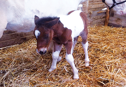 Naissance au Haras des Houches