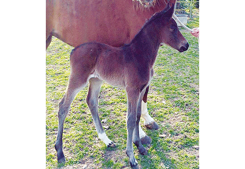 Naissance chez Delphine Morton