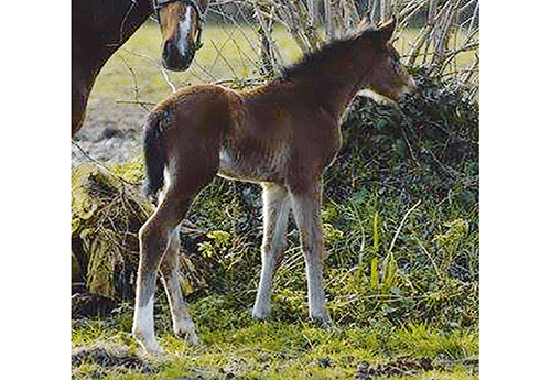 Naissance à l'Elevage de Vie