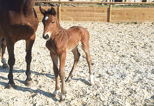 Naissance chez Thierry Ripoche
