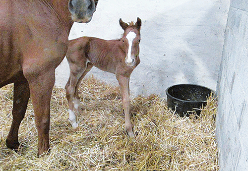 Naissance chez Pauline Chevalier