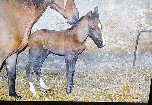 Naissance à l'Elevage d'Au