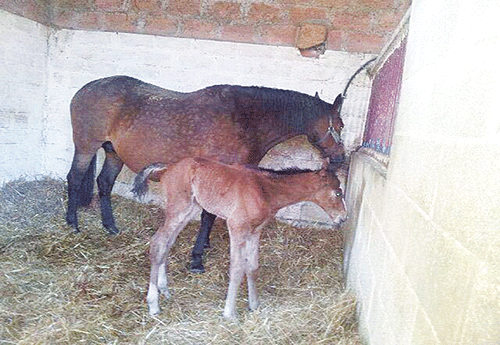 Naissance chez Julien Naud