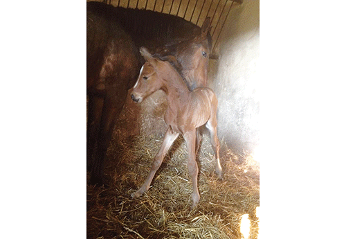 Naissance chez Laetitia Mailly