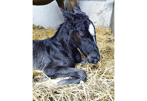 Naissance chez Stal Poppelaars