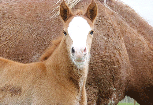 Féroé